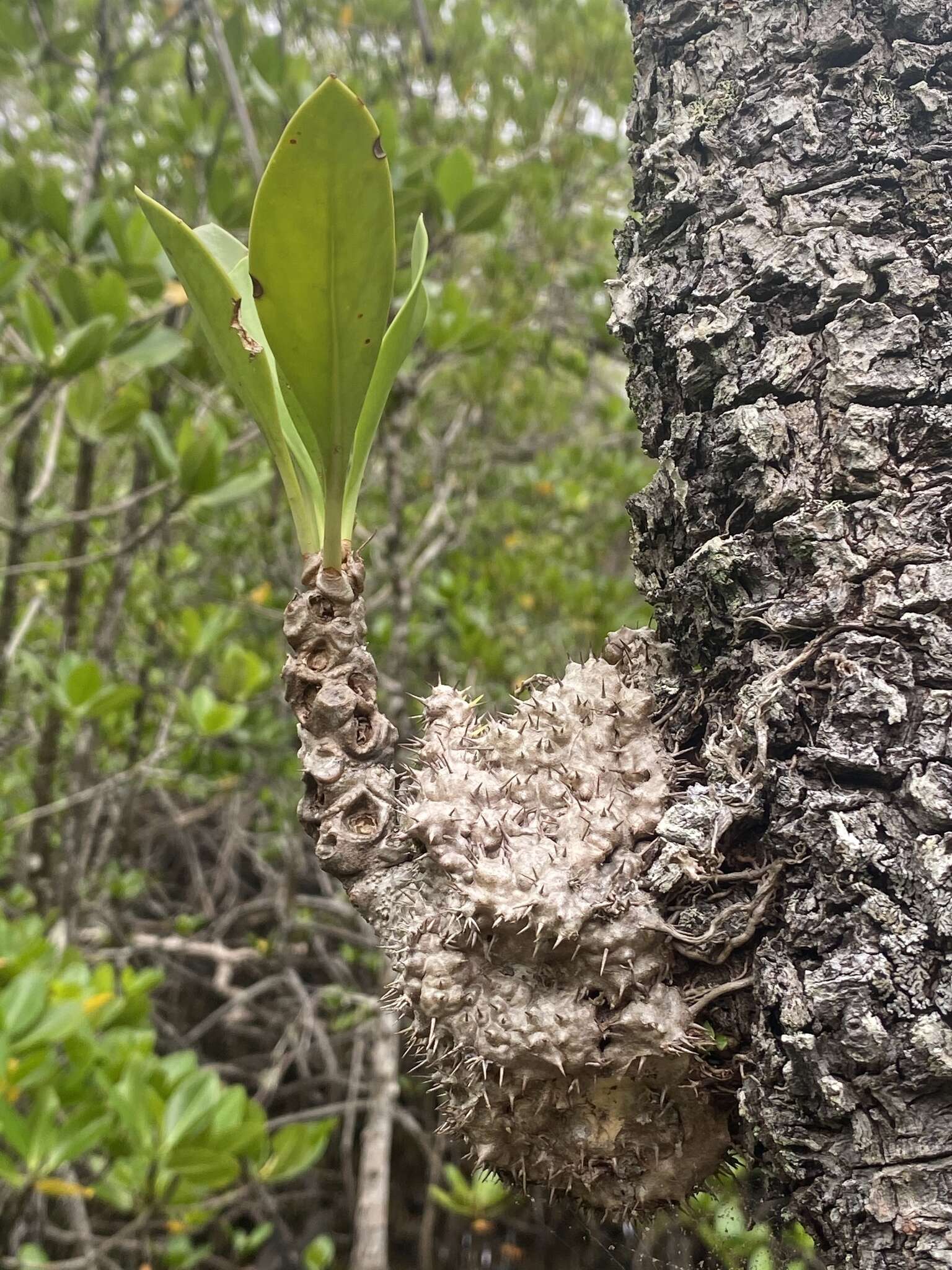 Imagem de Myrmecodia beccarii Hook. fil.