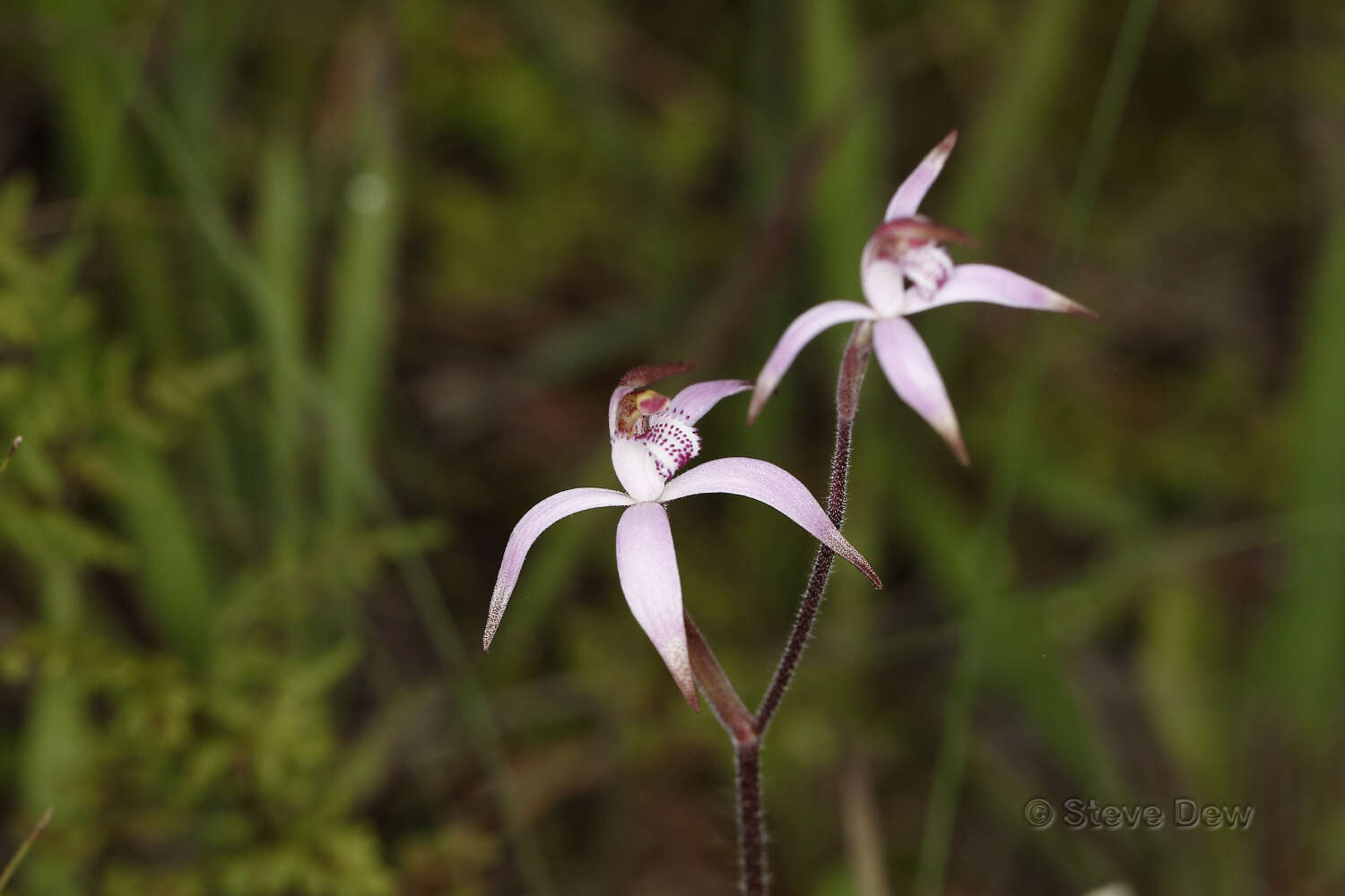 Image of Pink candy orchid