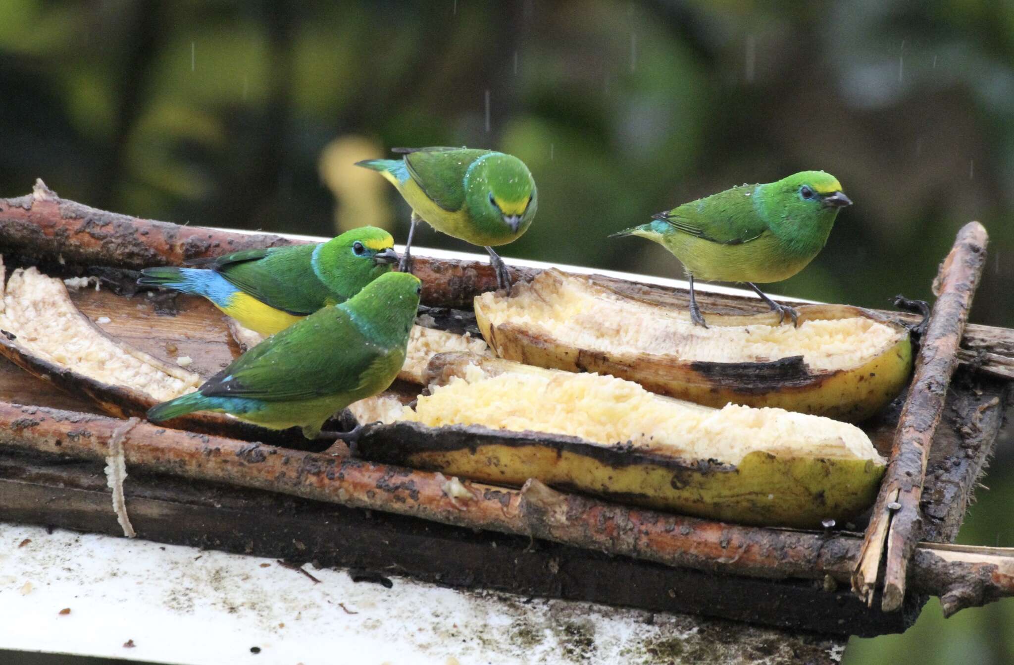 Imagem de Chlorophonia cyanea (Thunberg 1822)