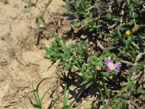 Image of Delosperma peersii Lavis