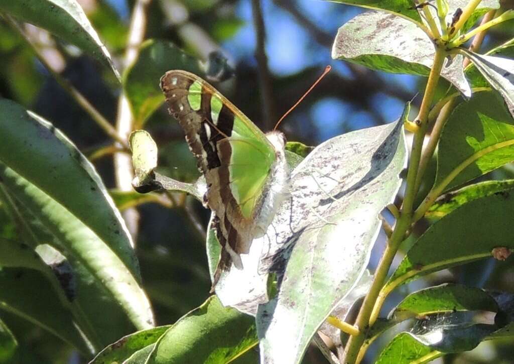 Слика од Graphium macleayanus (Leach 1814)