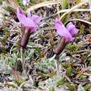 Plancia ëd Oxytropis nigrescens var. uniflora (Hook.) Barneby