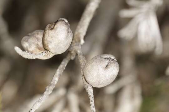 Image of Melaleuca hislopii Craven & R. D. Edwards