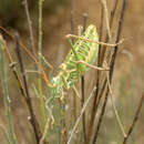 Image of Ephippigerida (Ephippigerida) saussuriana (Bolívar & I. 1878)