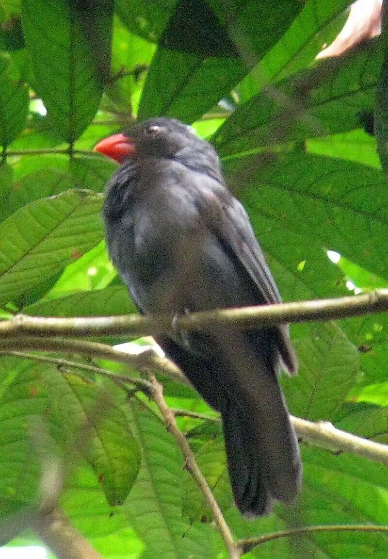 Image of Slate-colored Grosbeak