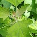 Image de Chenopodium ucrainicum