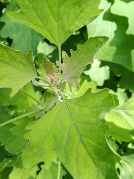 صورة Chenopodium ucrainicum