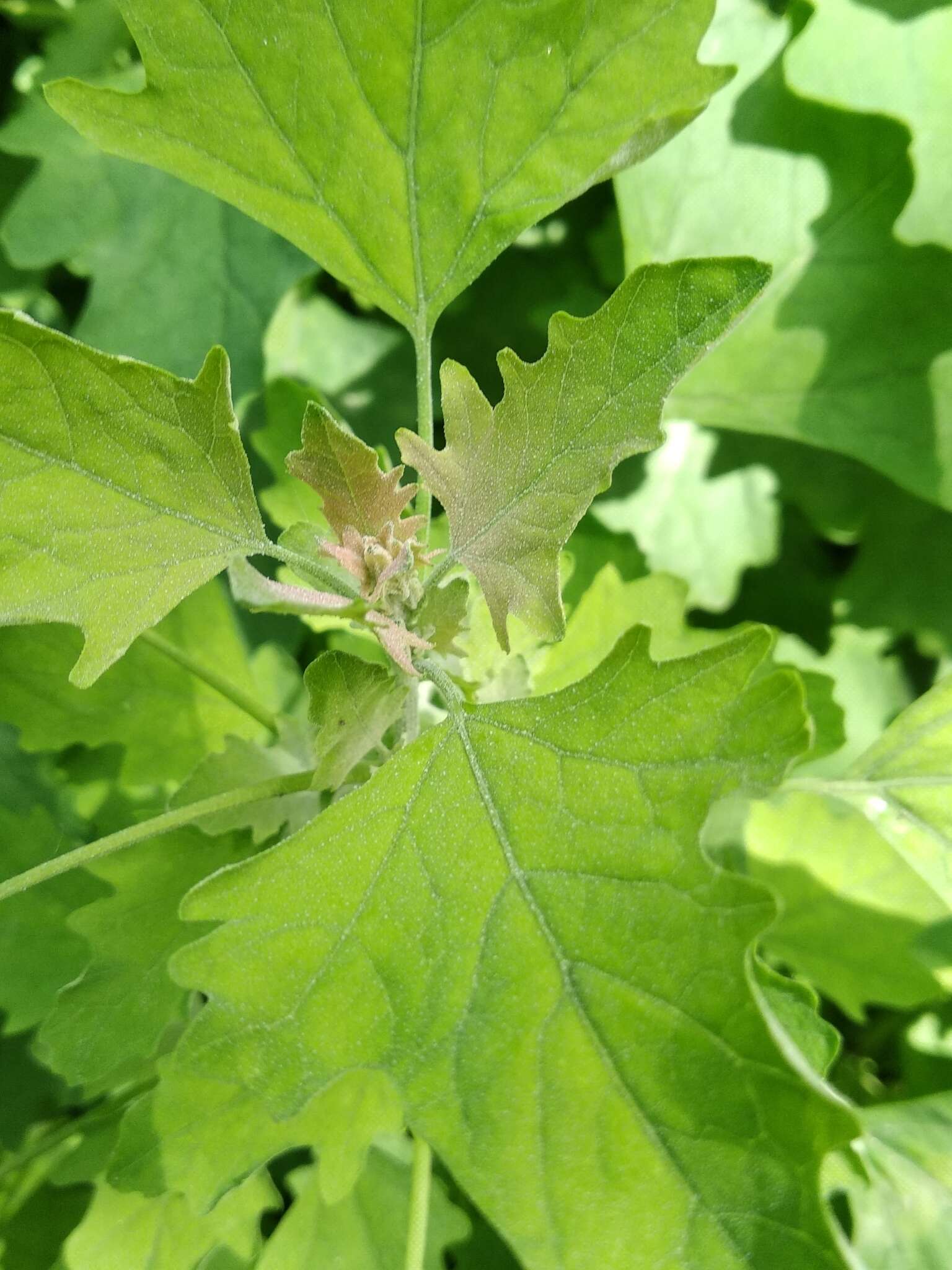 Image de Chenopodium ucrainicum