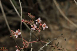 Image de Frankenia corymbosa Desf.