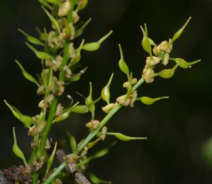 Слика од Bocoa prouacensis Aubl.