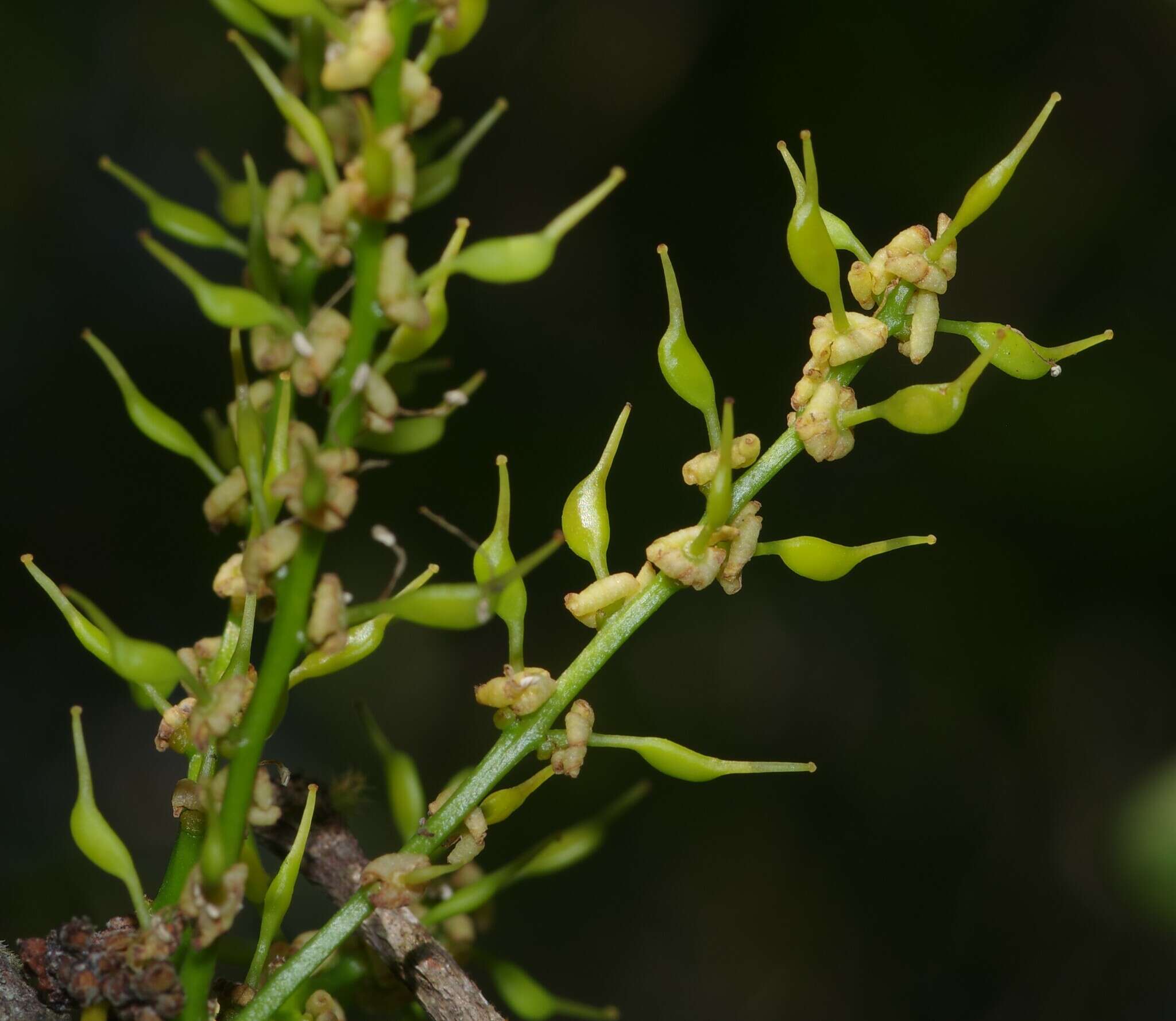 Image of Bocoa prouacensis Aubl.