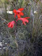 Слика од Watsonia spectabilis Schinz