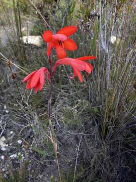 Imagem de Watsonia spectabilis Schinz