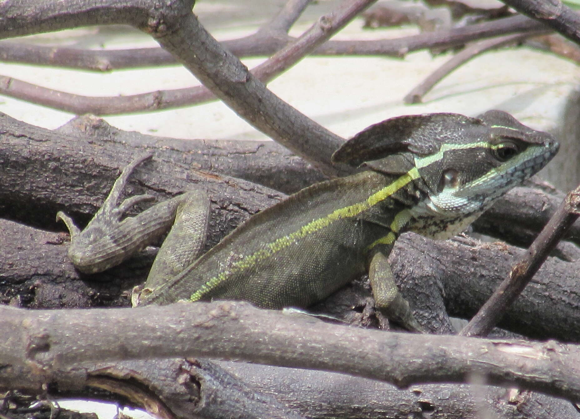 Image of Brown Basilisk