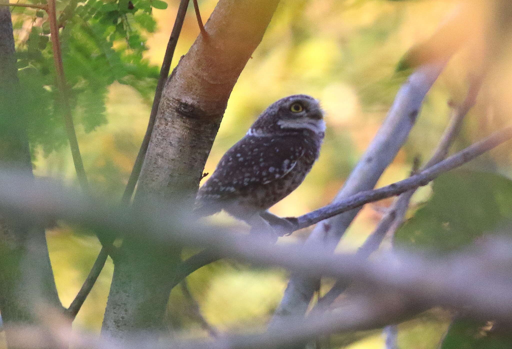 Image of Spotted Owlet
