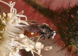 Plancia ëd Lasioglossum hemichalceum (Cockerell 1923)