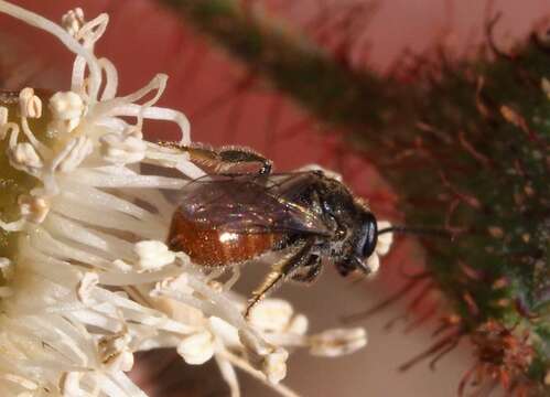 Image of Lasioglossum hemichalceum (Cockerell 1923)