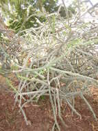 Imagem de Cylindropuntia thurberi (Engelm.) F. M. Knuth