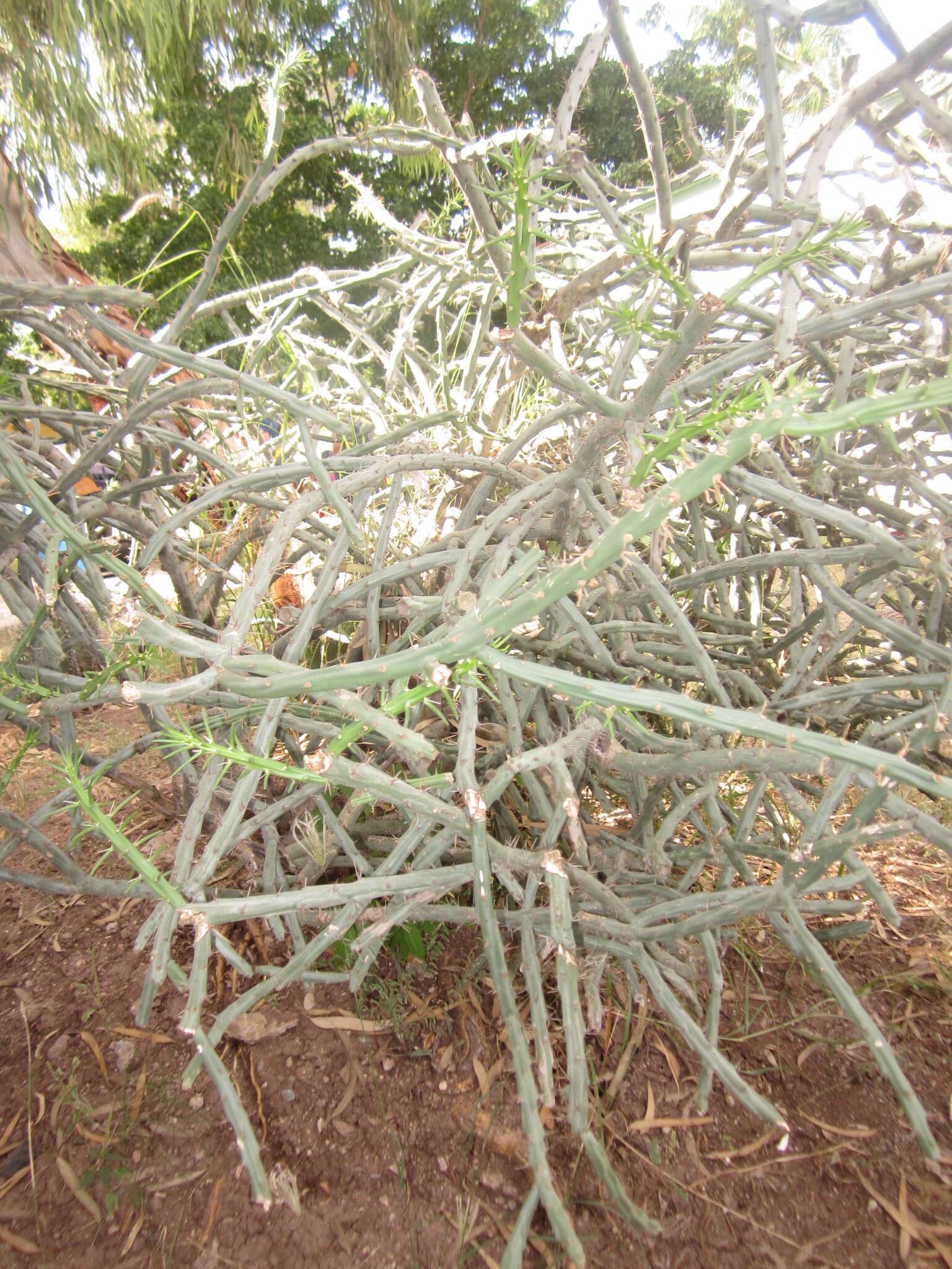 Imagem de Cylindropuntia thurberi (Engelm.) F. M. Knuth