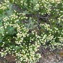 Image of Phylica axillaris var. maritima Pillans