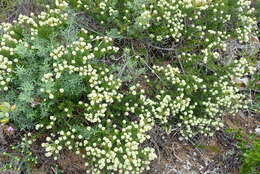 Image of Phylica axillaris var. maritima Pillans