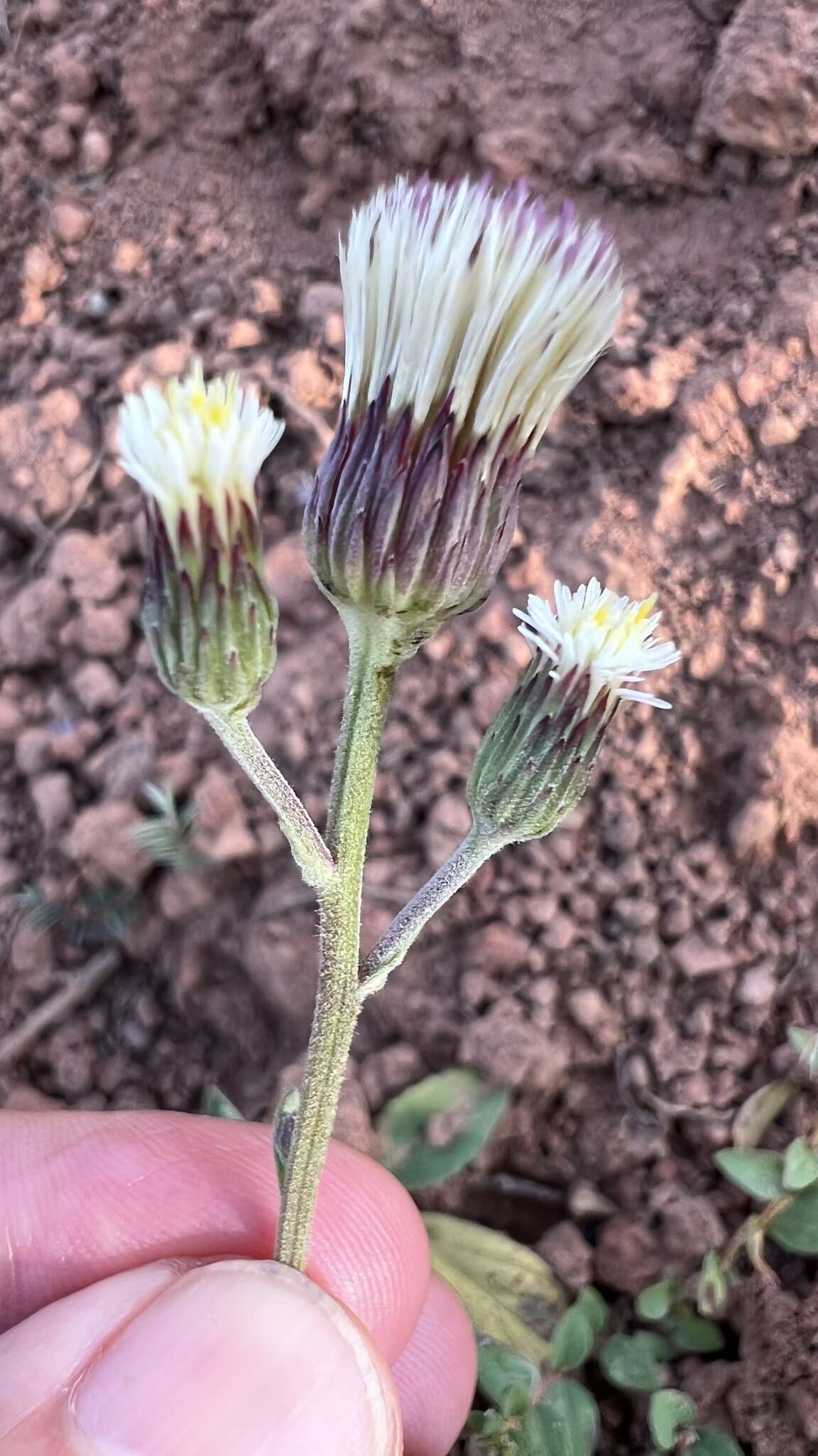 Image of Podocoma blanchetiana Baker