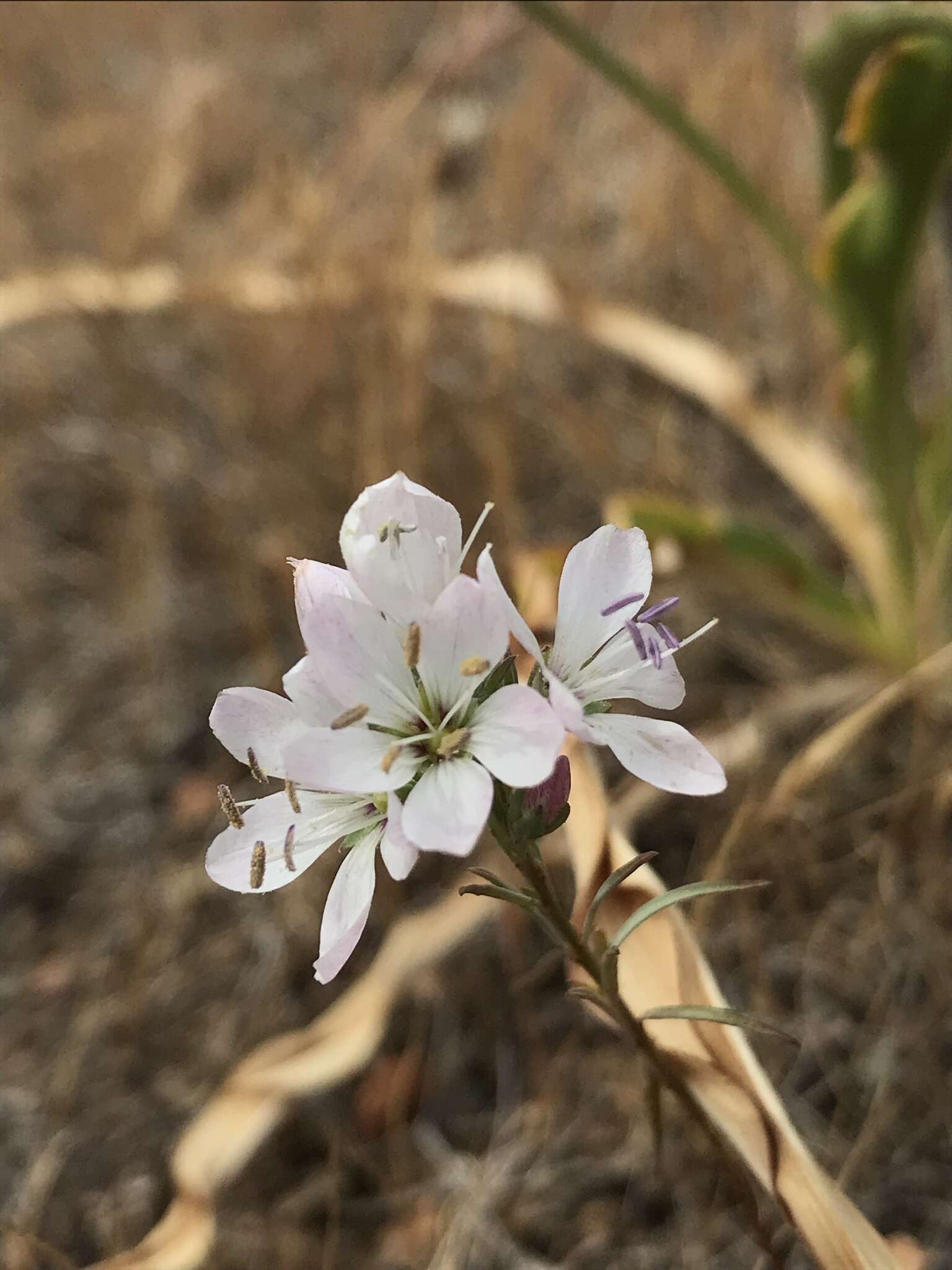 Image of California dwarf-flax