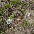 Image of Polygala cyparissias A. St.-Hil.