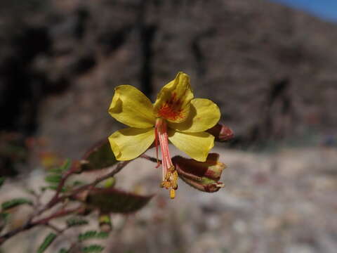 Image of <i>Arquita mimosifolia</i>