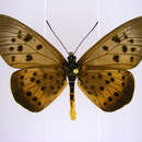 Image de Acraea rogersi Hewitson 1873