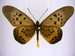 Image de Acraea rogersi Hewitson 1873