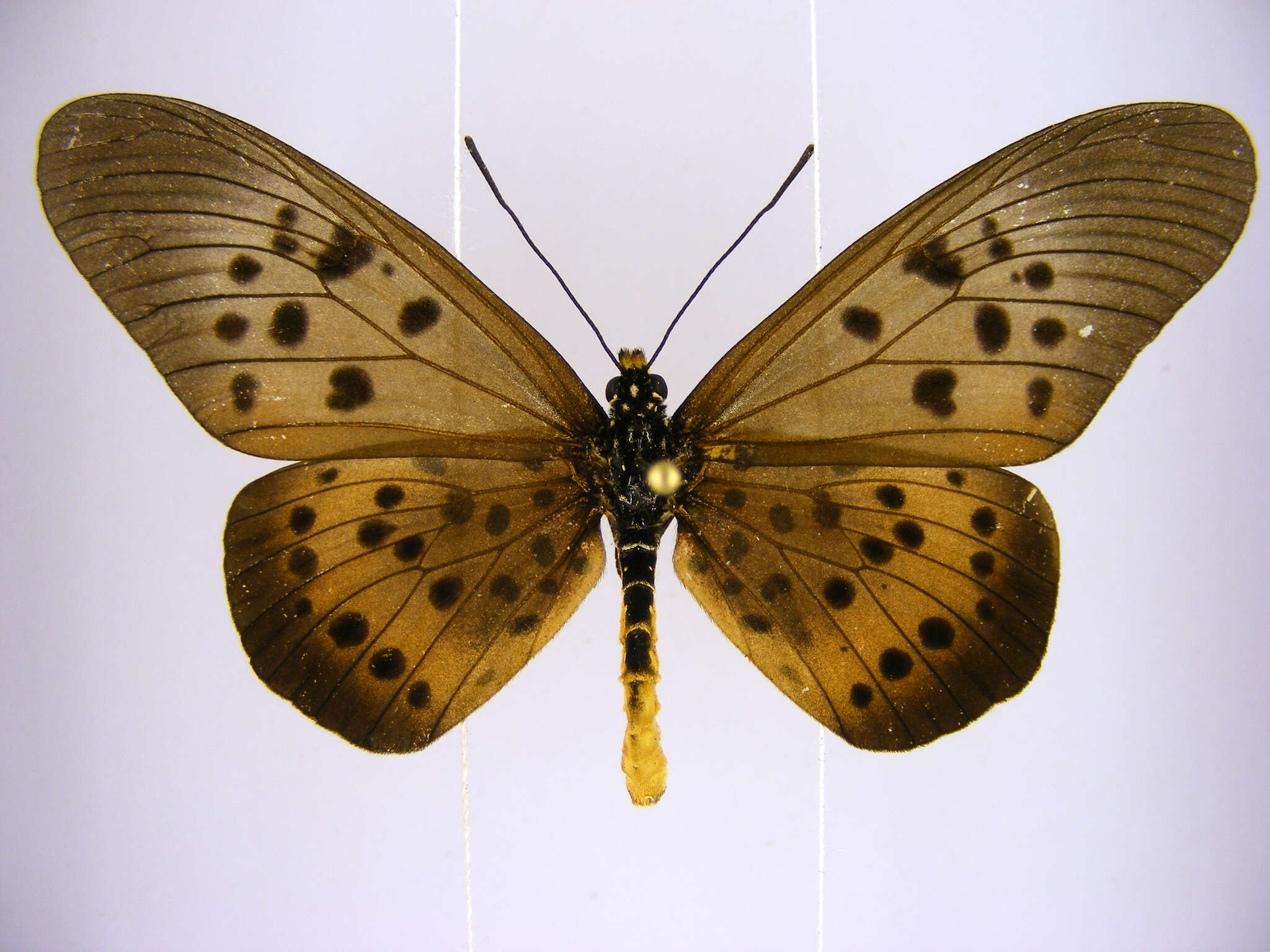 Image of Acraea rogersi Hewitson 1873