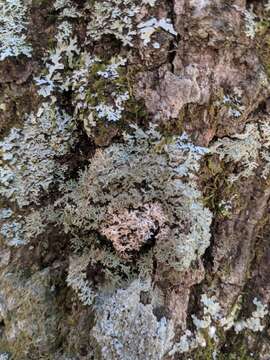 Image of fringed lichen