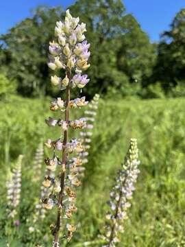 Image of Kincaid’s Lupine