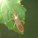 Image of Fracastorius cornutus Distant 1902