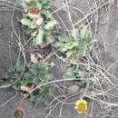 Image of Grindelia coronensis Adr. Bartoli & Tortosa