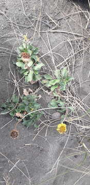 Imagem de Grindelia coronensis Adr. Bartoli & Tortosa