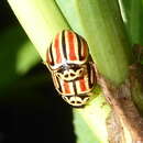 Image of <i>Declivitata hamata</i>