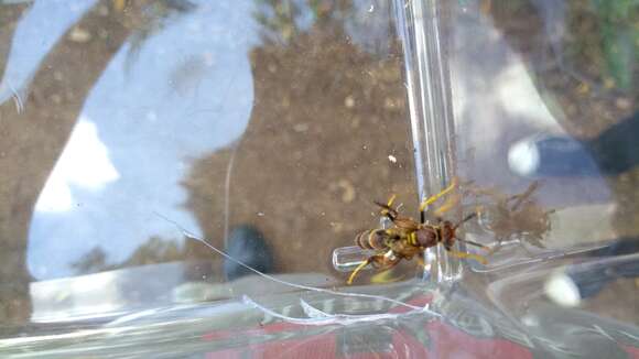 Image of Polistes crinitus (Felton 1764)