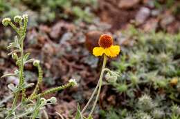 Image of Helenium laciniatum A. Gray