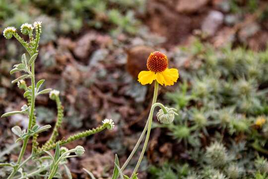 Image of Helenium laciniatum A. Gray