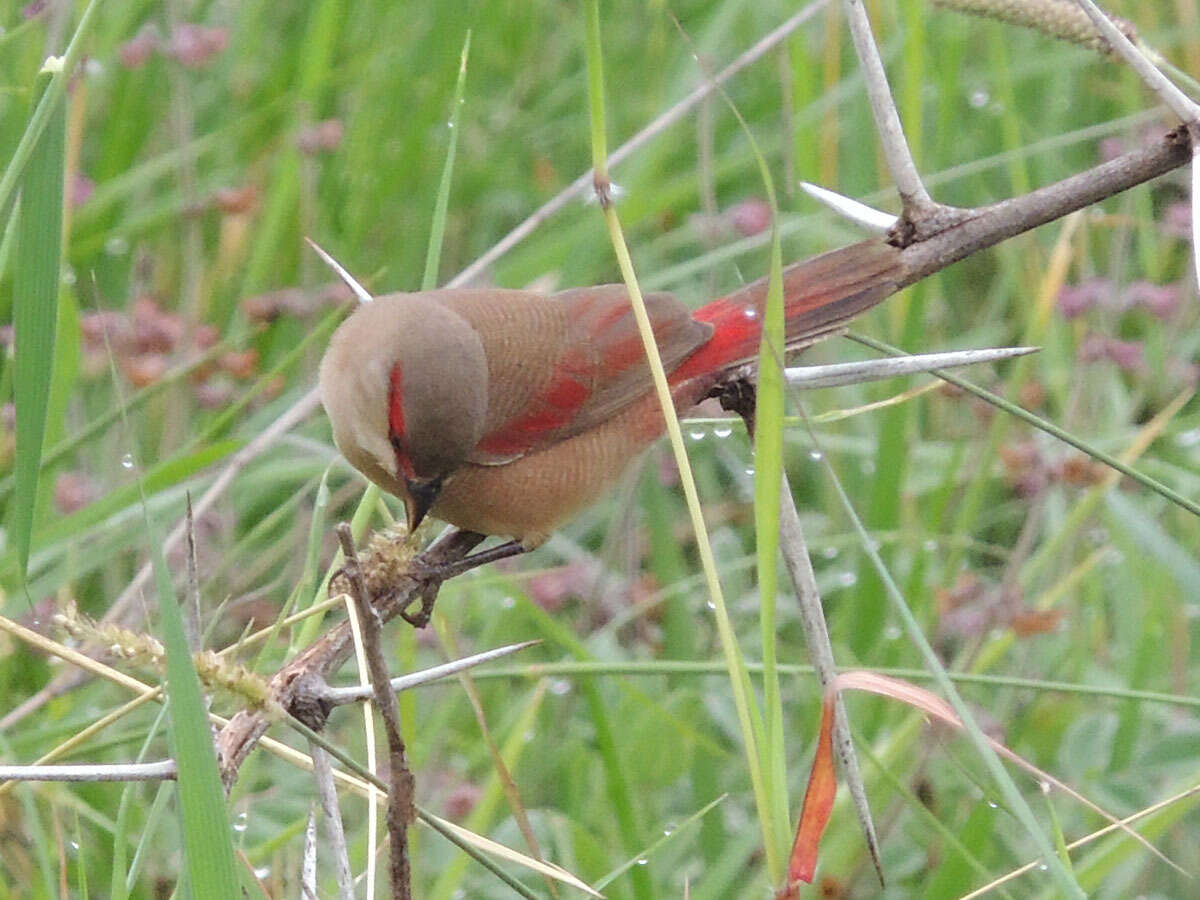 Image of Crimson-rumped Waxbill