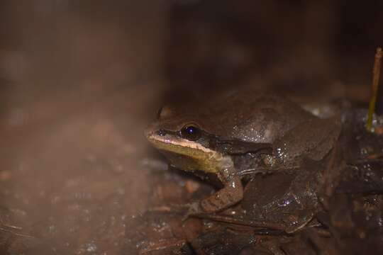 Image of Cajun Chorus Frog