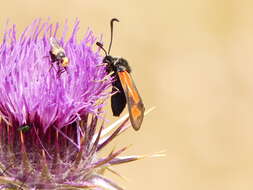 Image of Zygaena punctum Ochsenheimer 1808