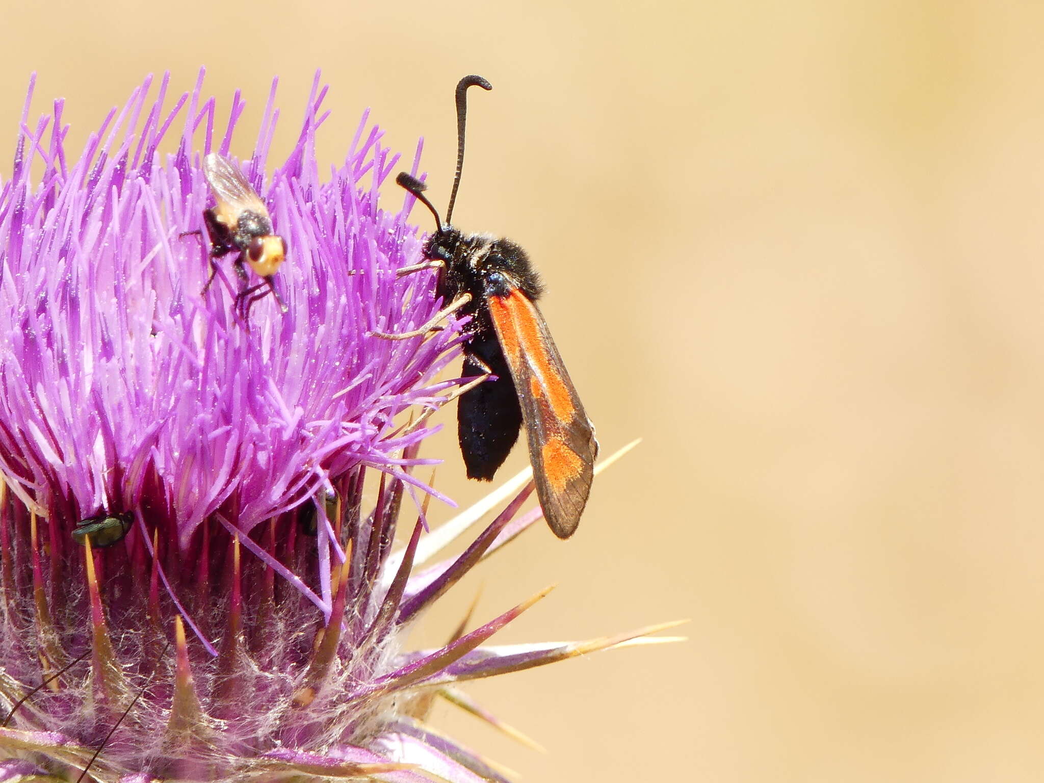 Image of Zygaena punctum Ochsenheimer 1808