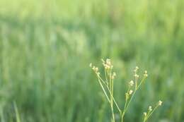 Image of Galium octonarium (Klokov) Pobed.