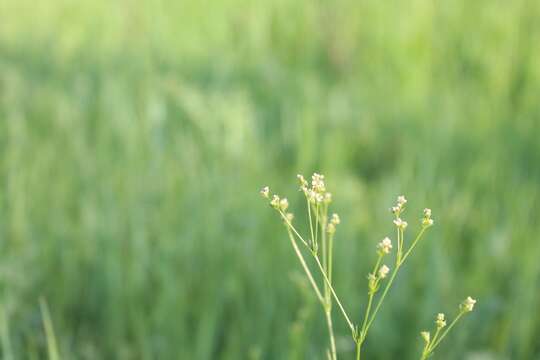 Image of Galium octonarium (Klokov) Pobed.