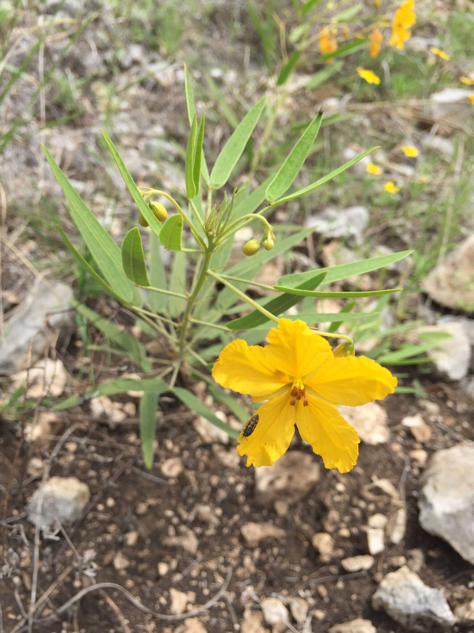 Sivun Senna roemeriana (Scheele) H. S. Irwin & Barneby kuva