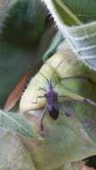 Image of Leaf-footed bug