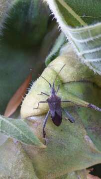 Image of Leaf-footed bug